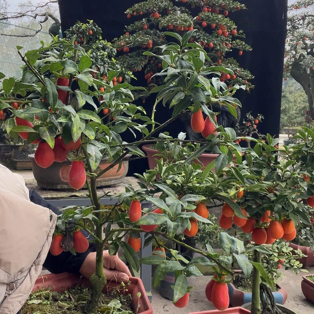 金弹子盆景喜欢的来