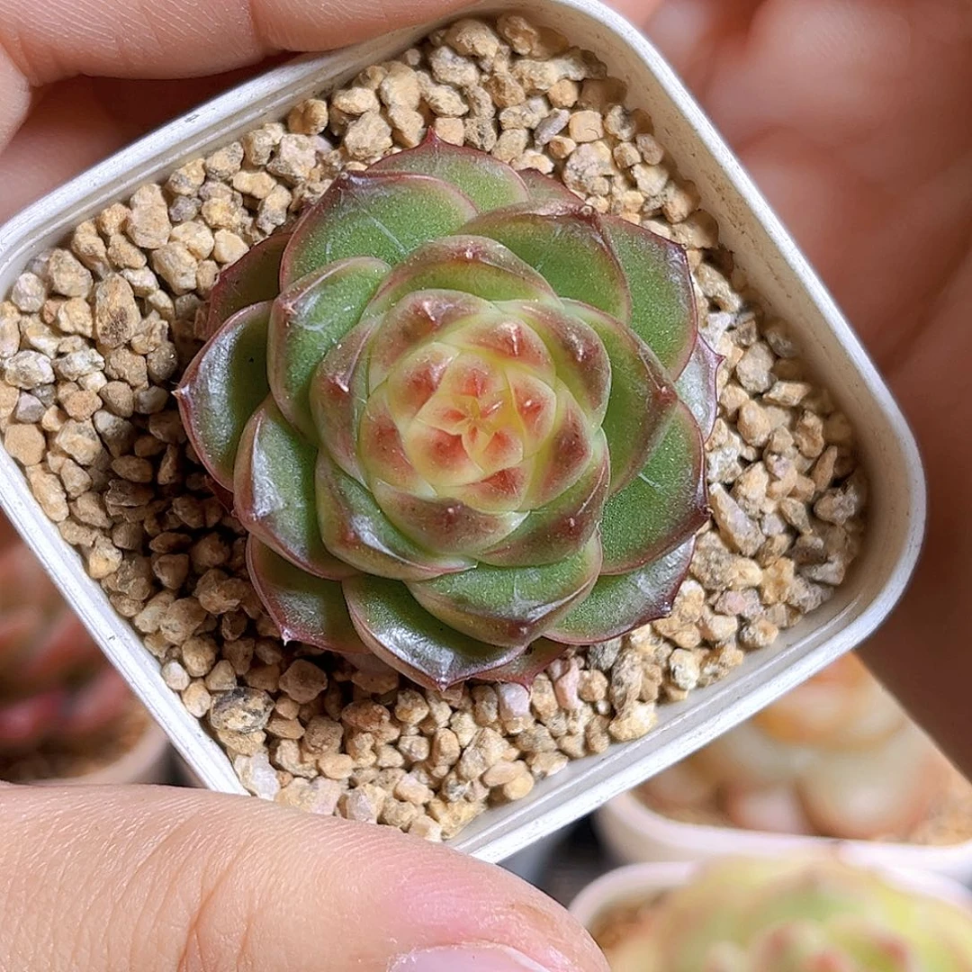 F03一物一拍 冰桃