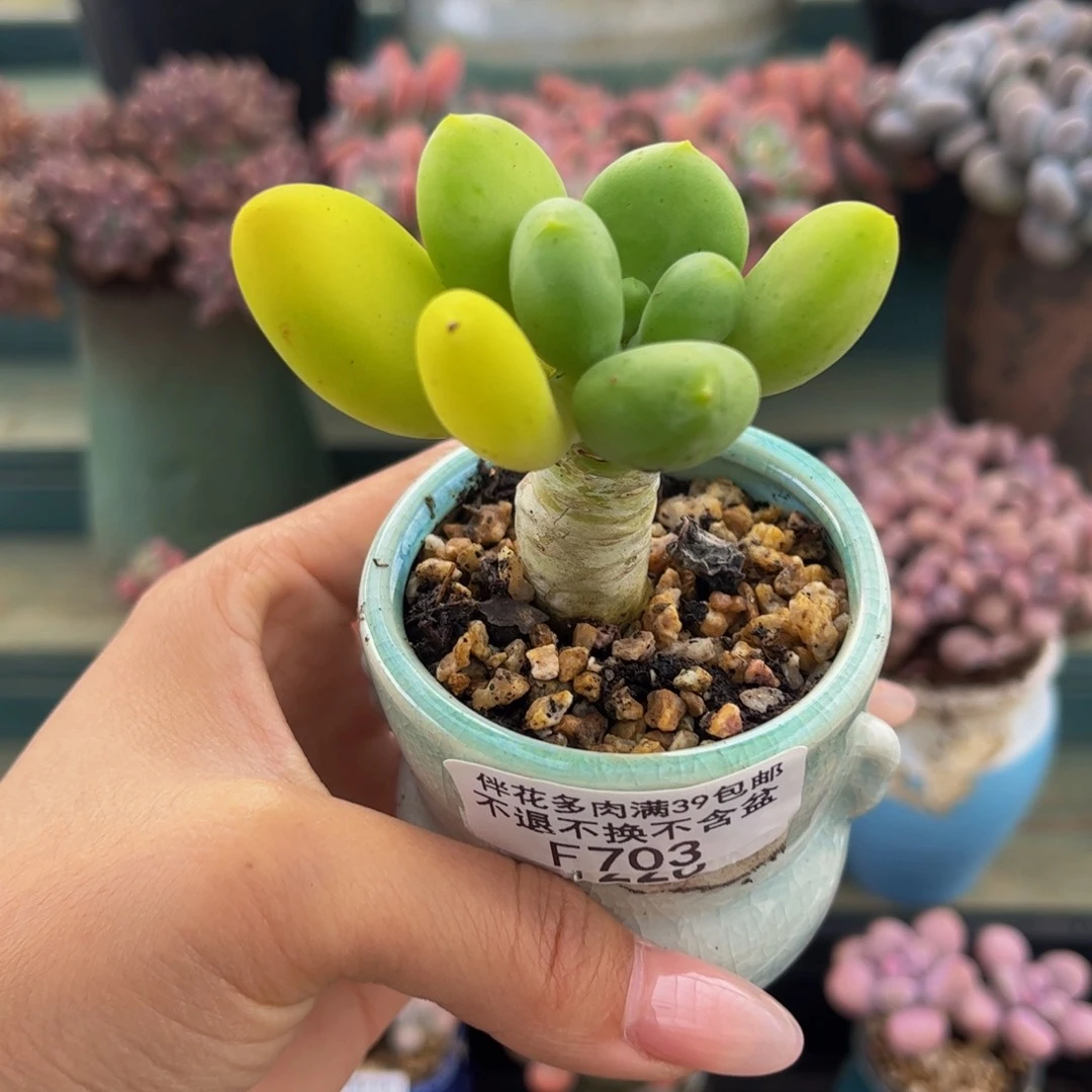 703-芒果奶多肉4cm