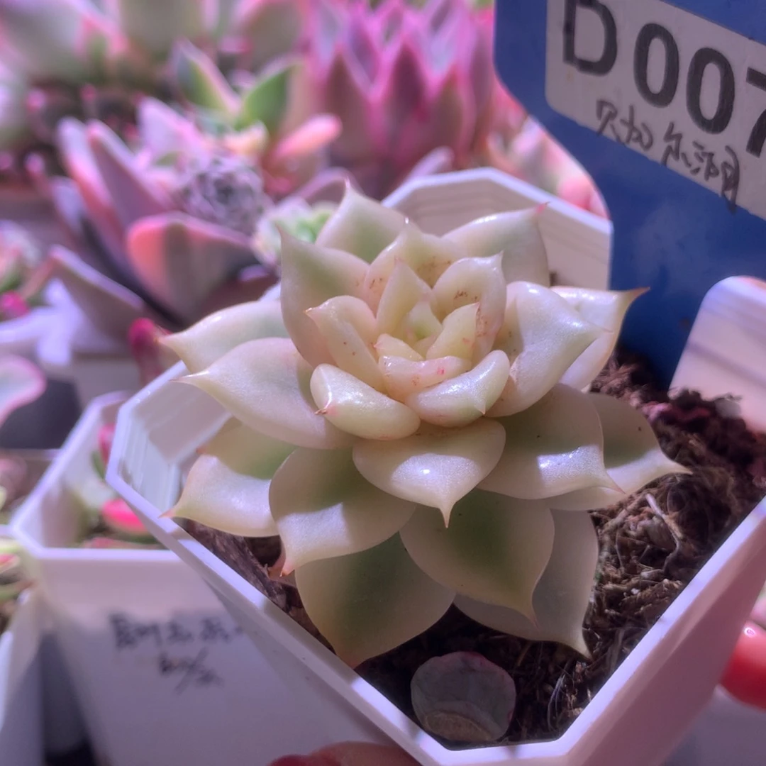 贝加尔湖锦有根有