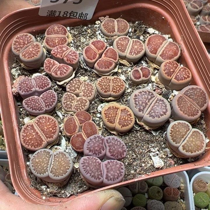 【闪购商品】 975。