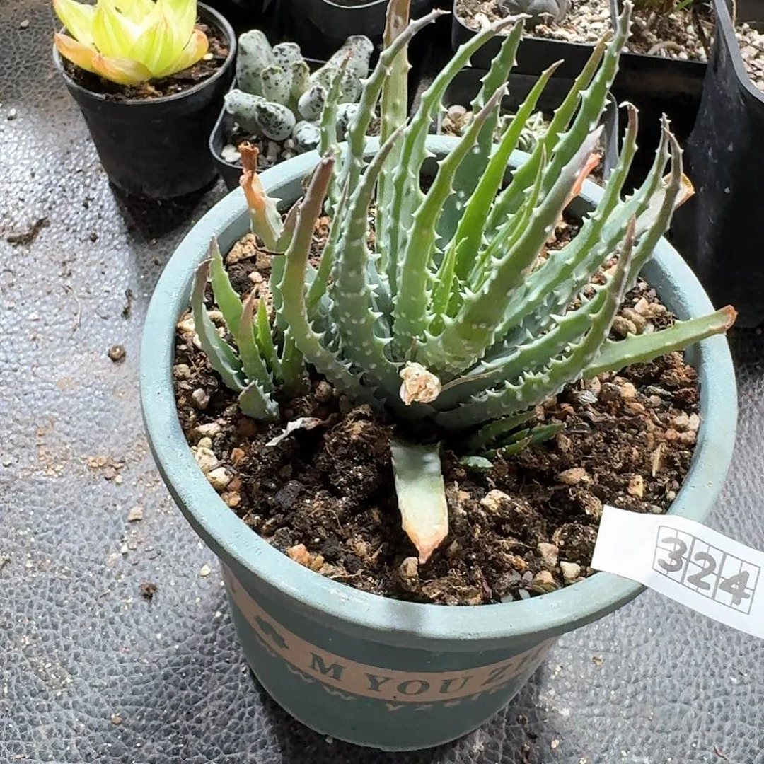 希****粉324深海阎王芦荟脱土发货