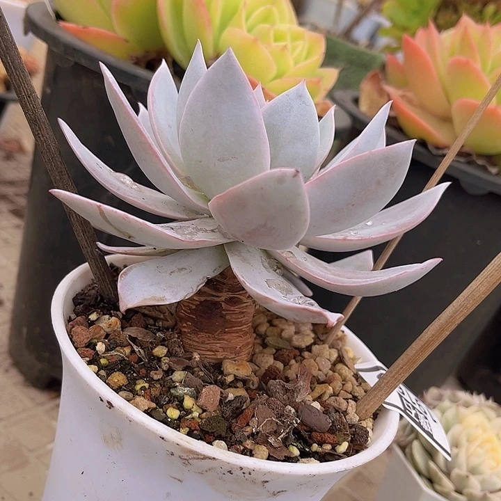 白莲19168多肉植物