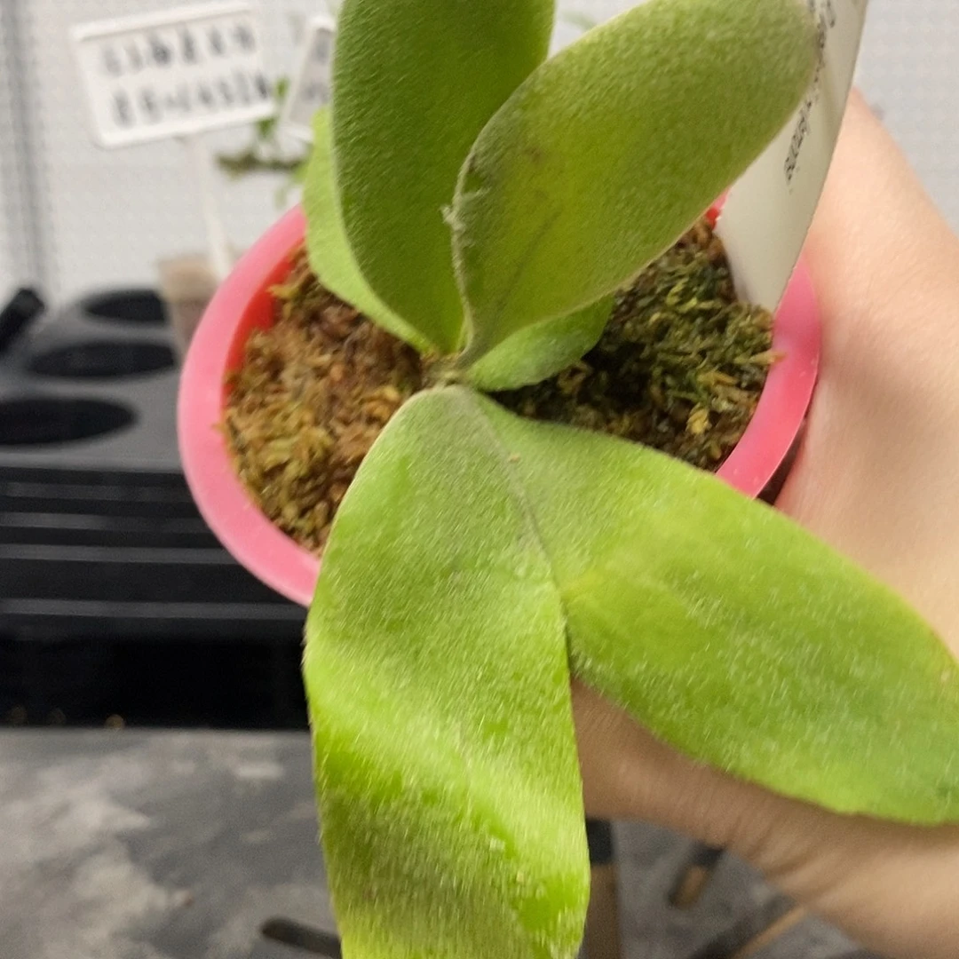 无花朵柠檬鹿角蕨