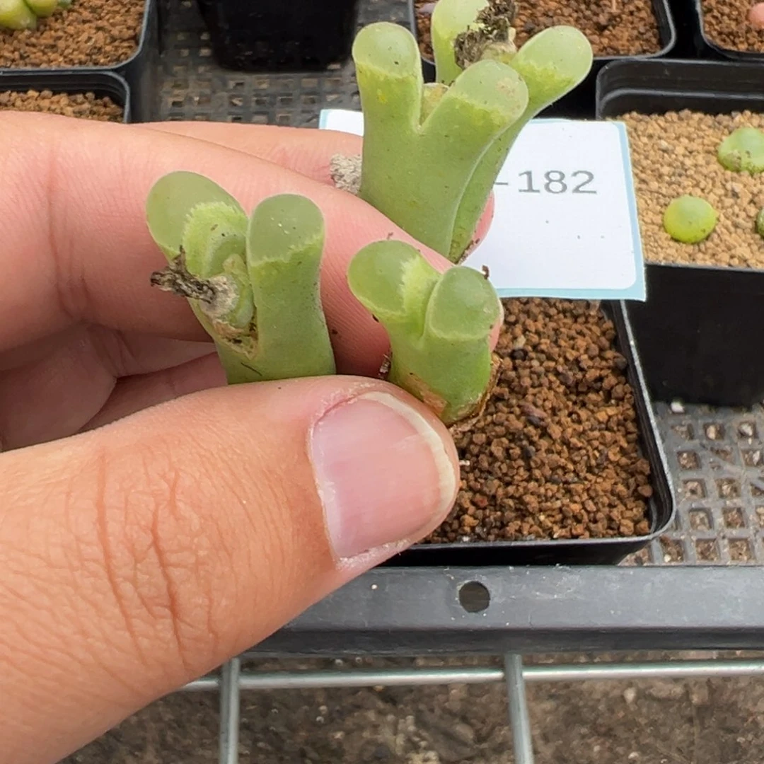 刘*人20-182肉锥多肉植物，