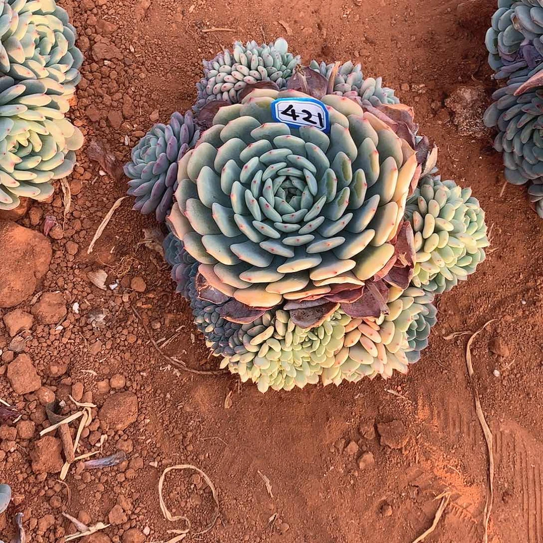 421 白胖子 一物一拍