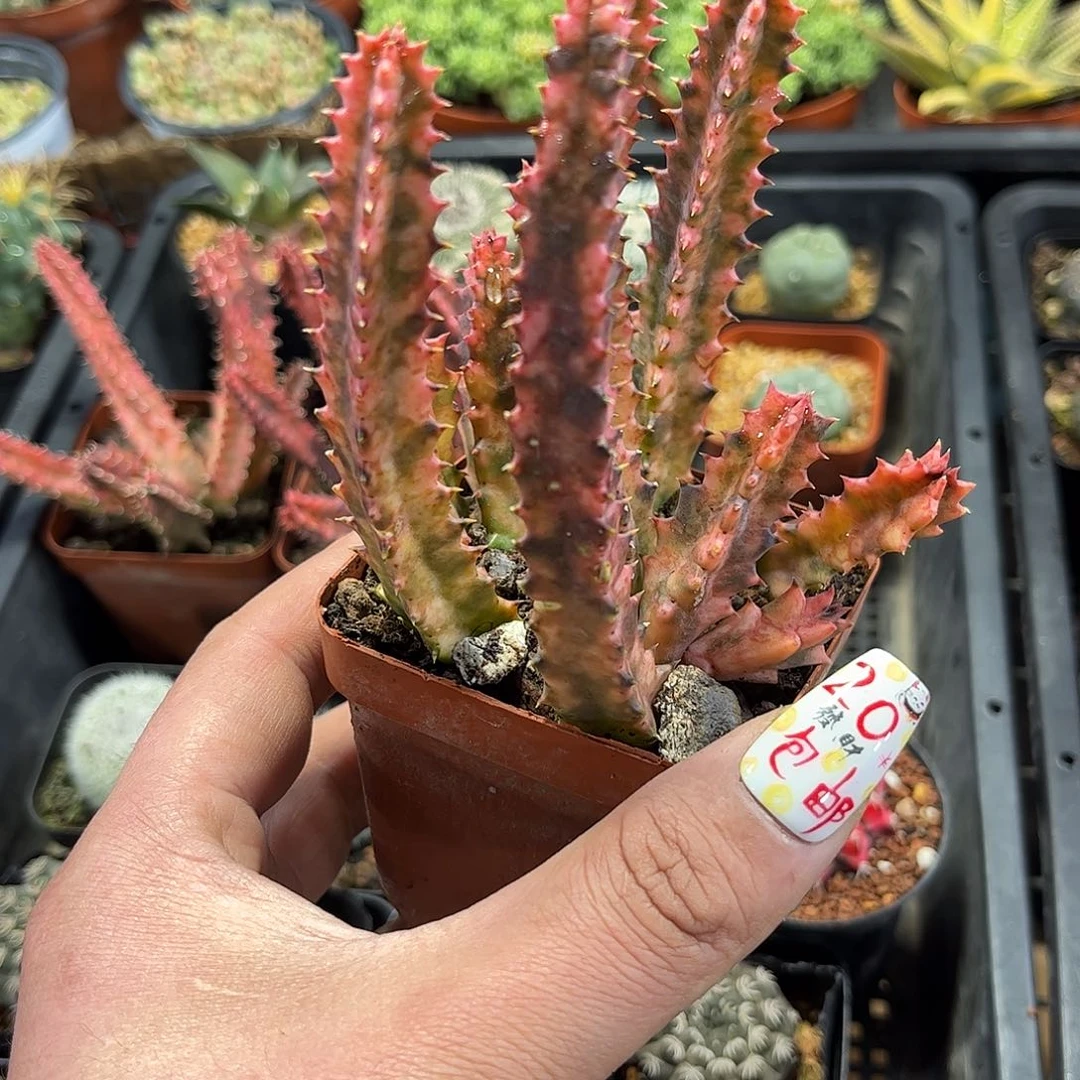 甜甜圈藦萝有根发货