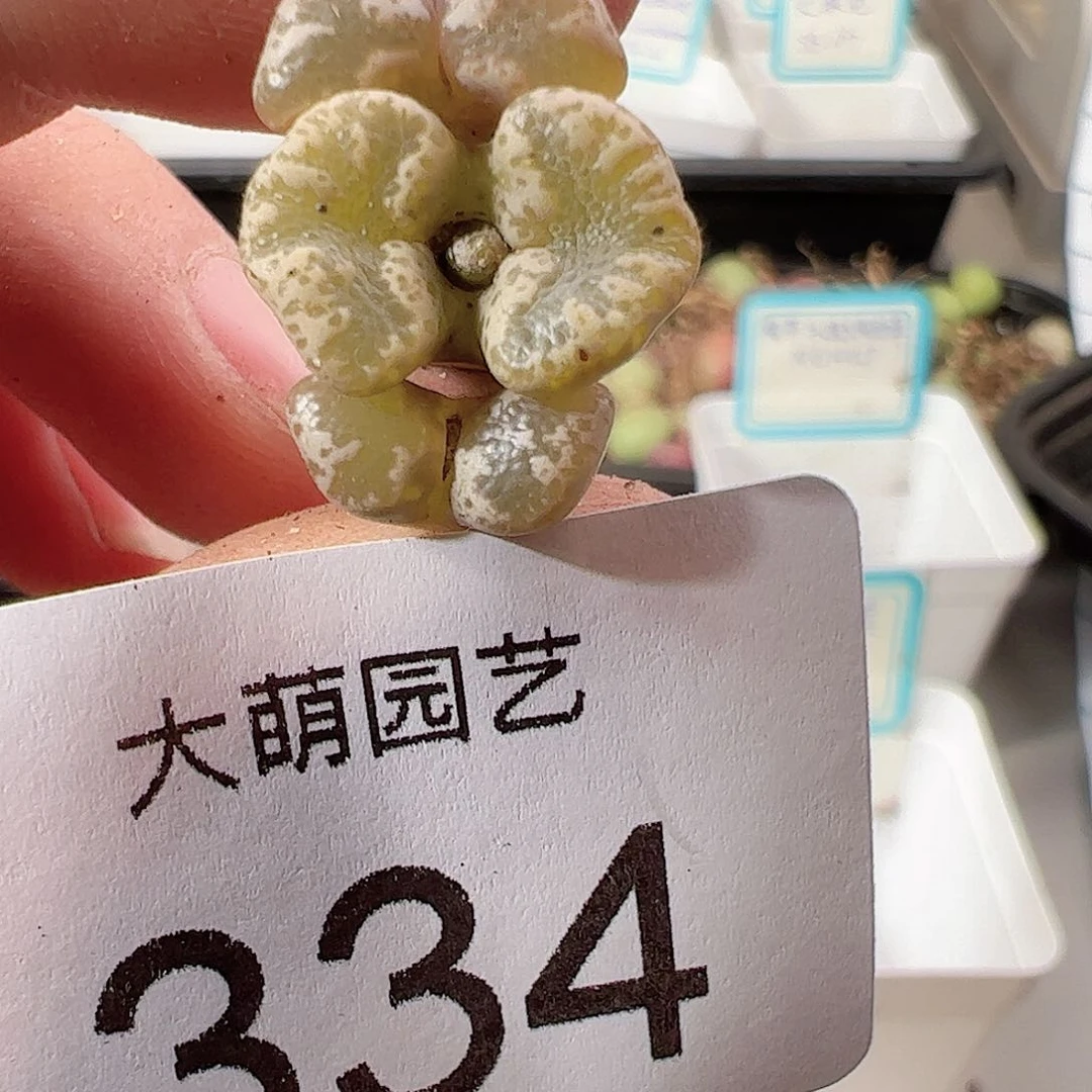 0000334 一物一拍……