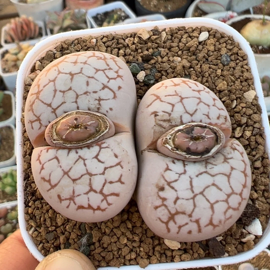 95多肉植物百科植物