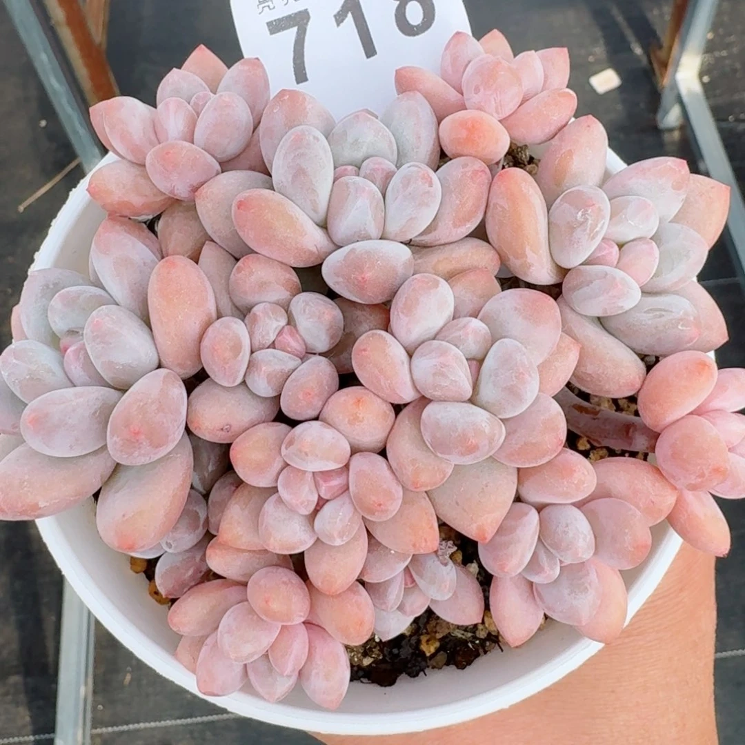 丸叶香水群生整装无砍