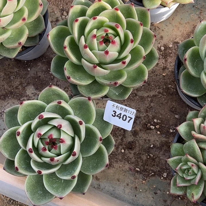 阿雅园艺。        3407两颗