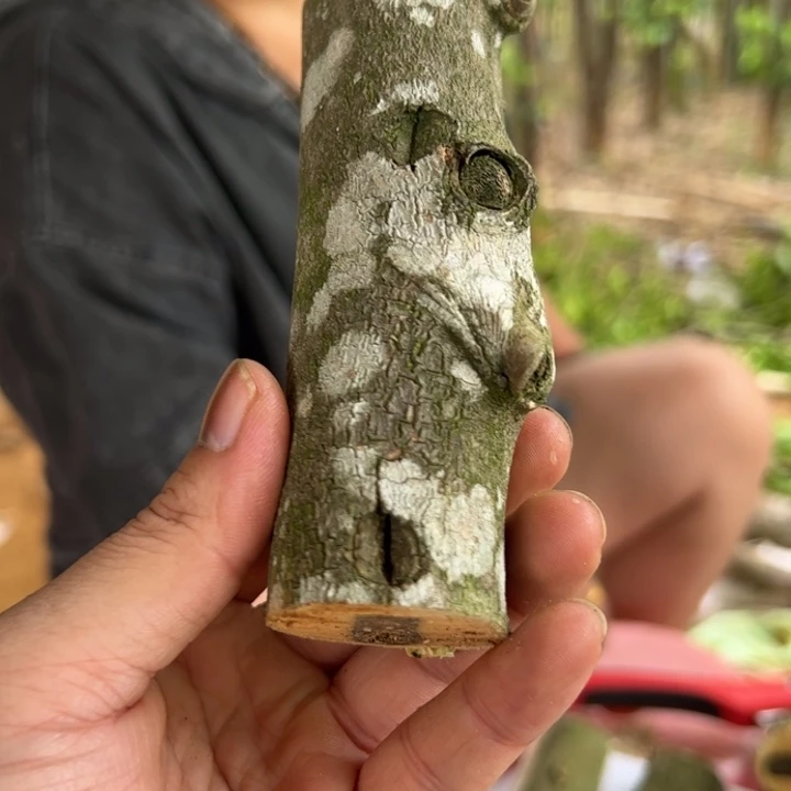 线香小*奇楠沉香原木段