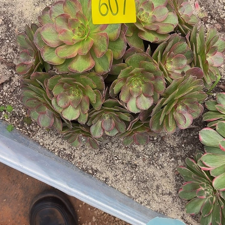 ****༺多肉植物福利607个