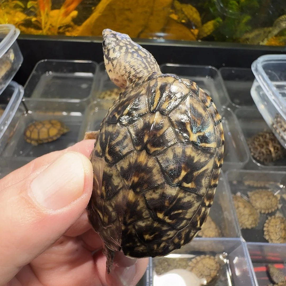 不分公母用****6用户2305677908446