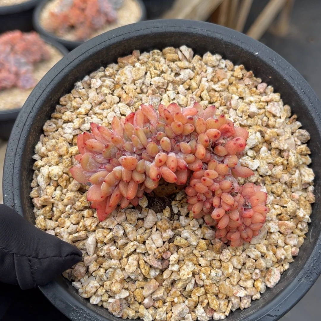 一物一拍不支持退换