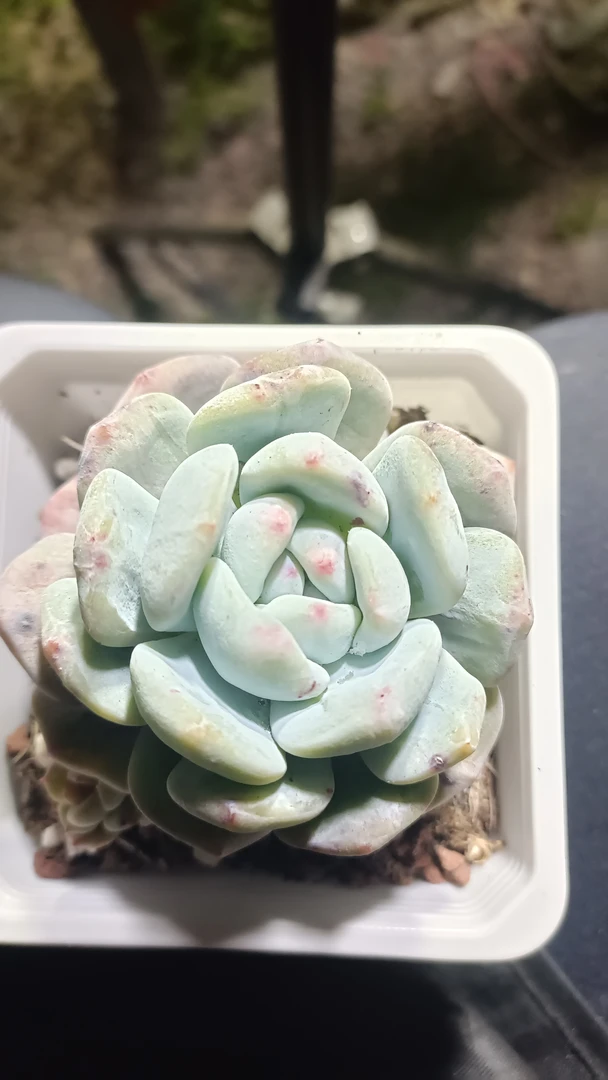 橙梦露石化多肉植物一棵