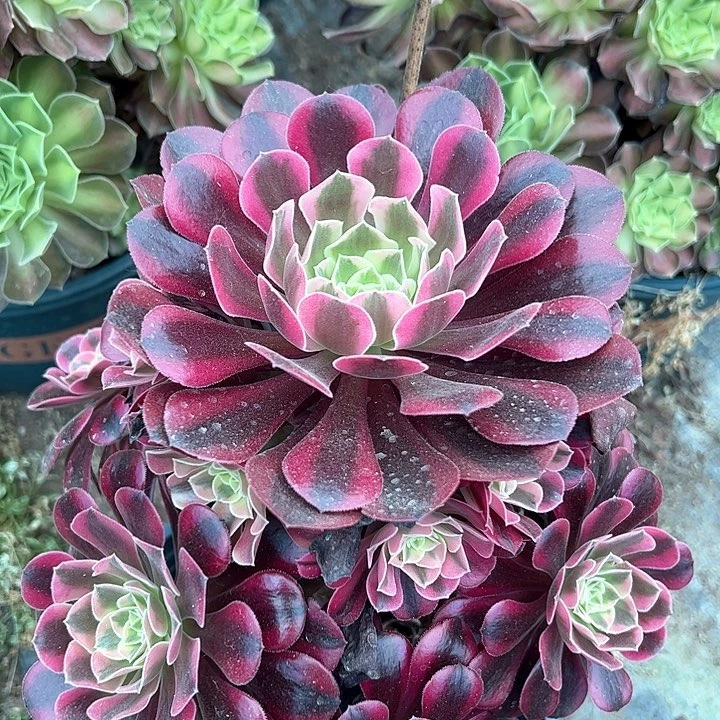 0057美杜莎多肉植物