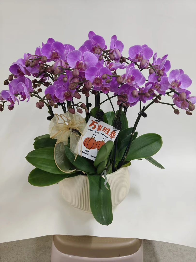 蝴蝶兰【蜜糖】鲜花盆栽室内观赏花花佛山基地直发好养易活