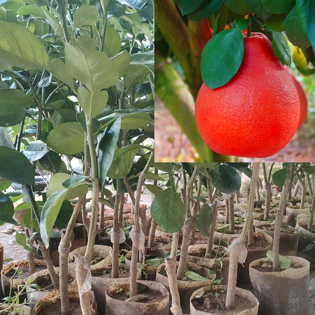 1【家庭必种-香水红柚】暹罗红柚树苗南北方四季种植盆栽