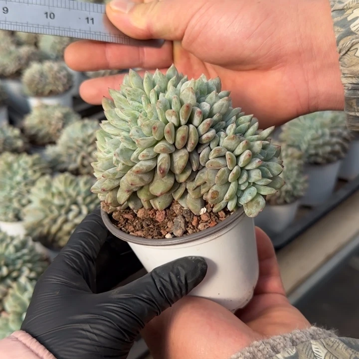 11厘米左右一物一拍的