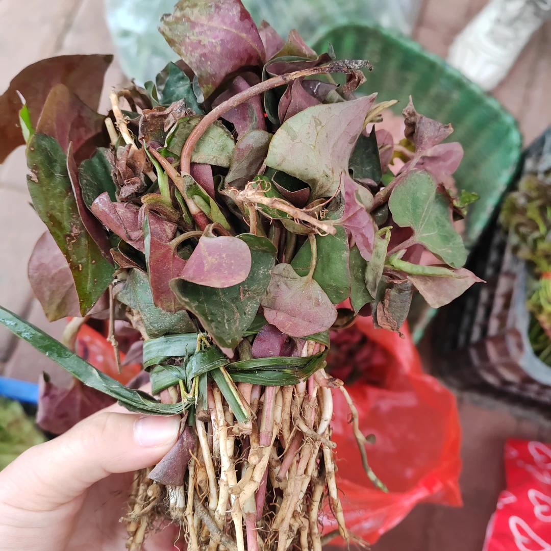 新鲜当季 现挖新鲜折耳根鱼腥草 京东或顺丰包邮