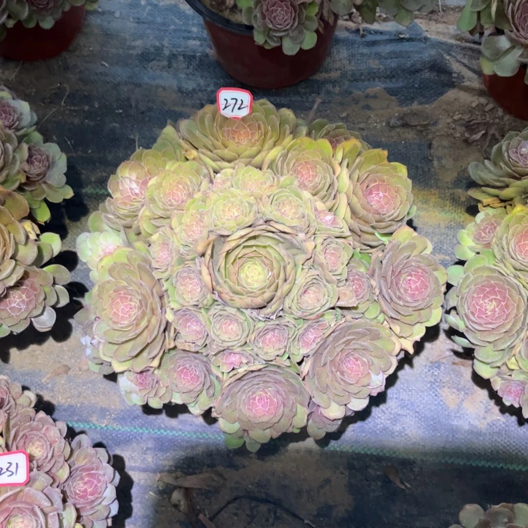 272多肉植物红魔法师