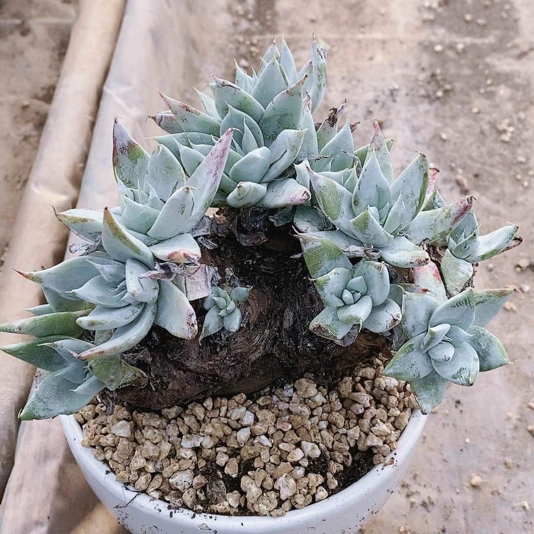 【闪购商品】苹果拇指多肉2126