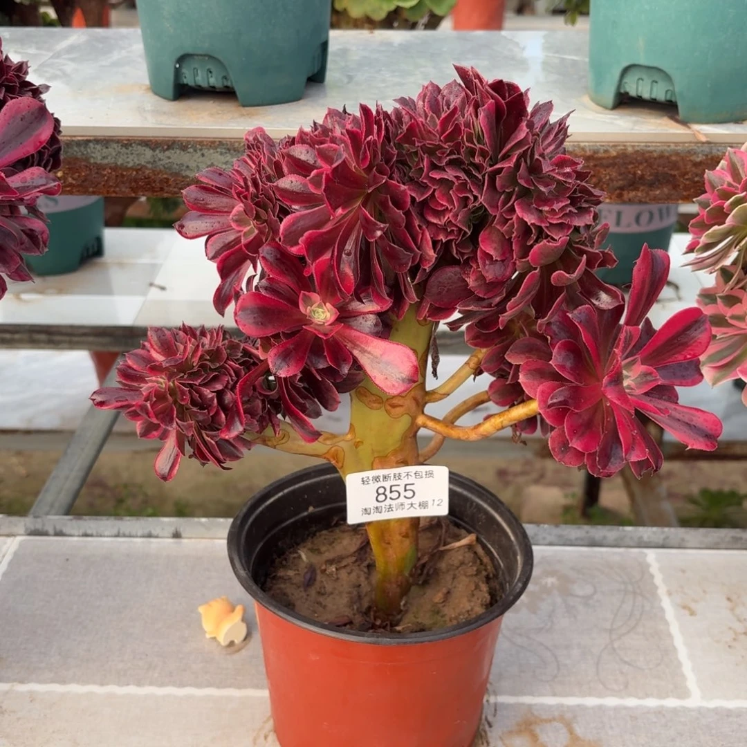 855美杜莎缀化多肉植物