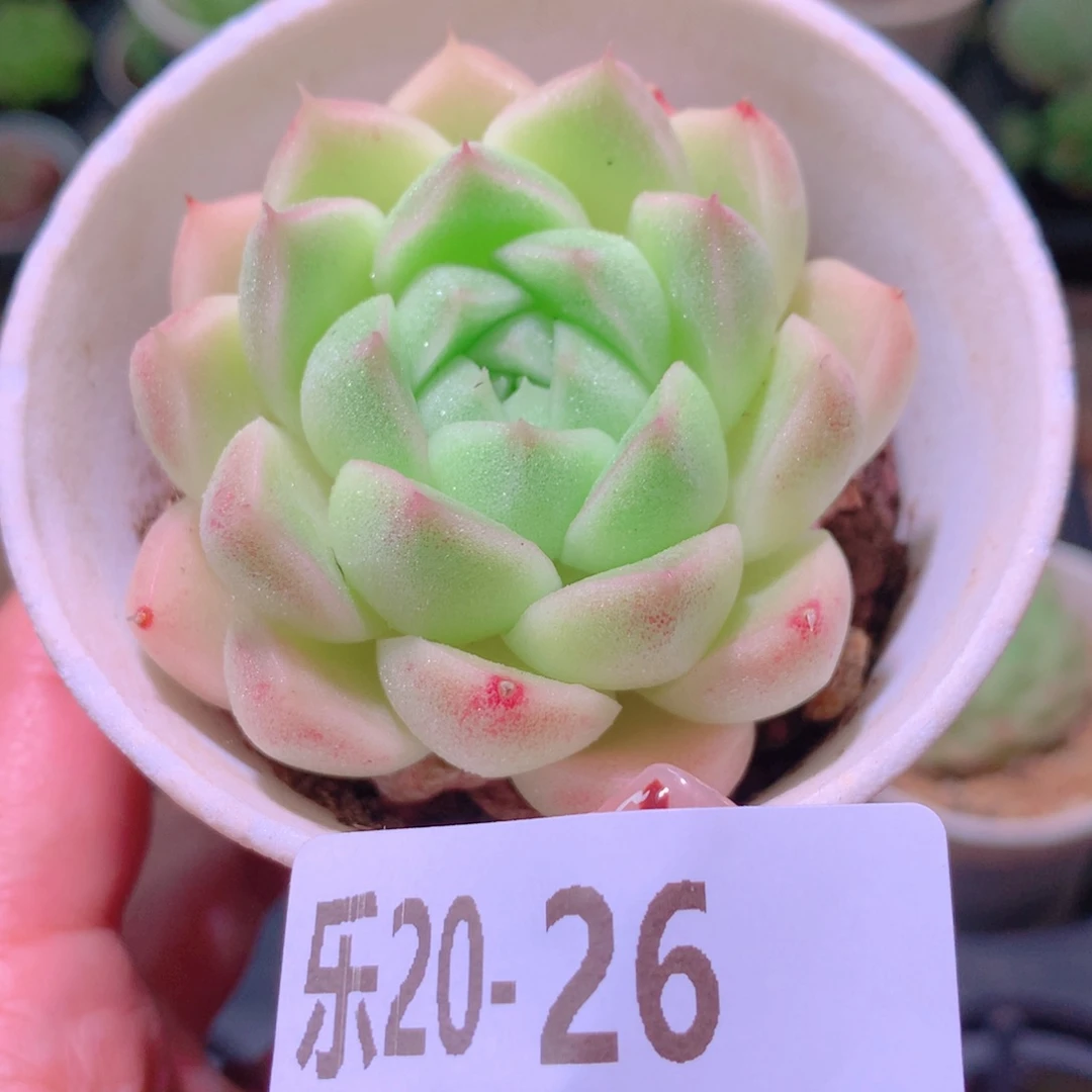 乐然20-26 麦秆单头