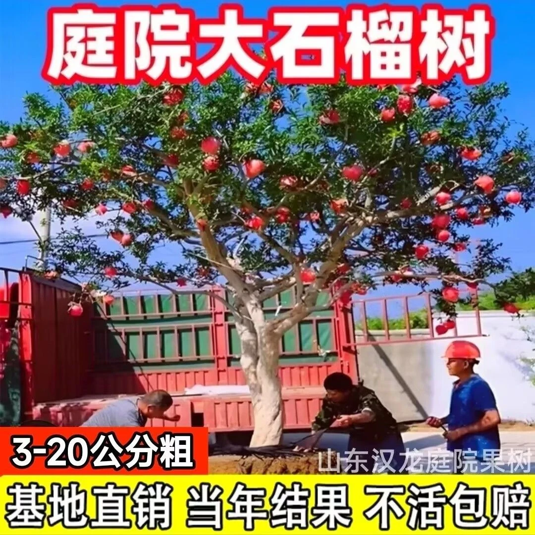 特大石榴树突尼斯软籽南方北方种盆栽地栽庭院当年结果红如意石榴