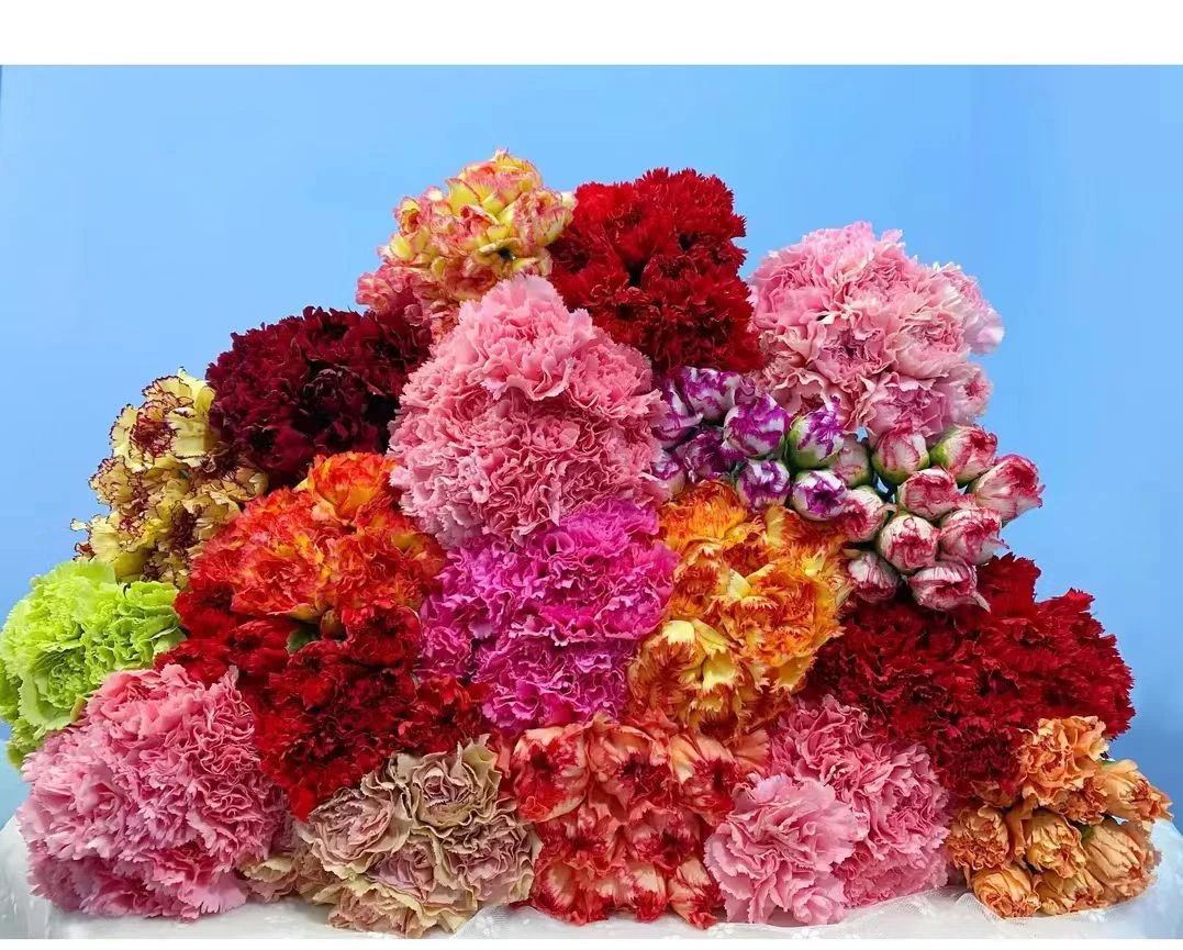 【康乃馨】云南鲜花基地采摘发货花期超长插瓶养护