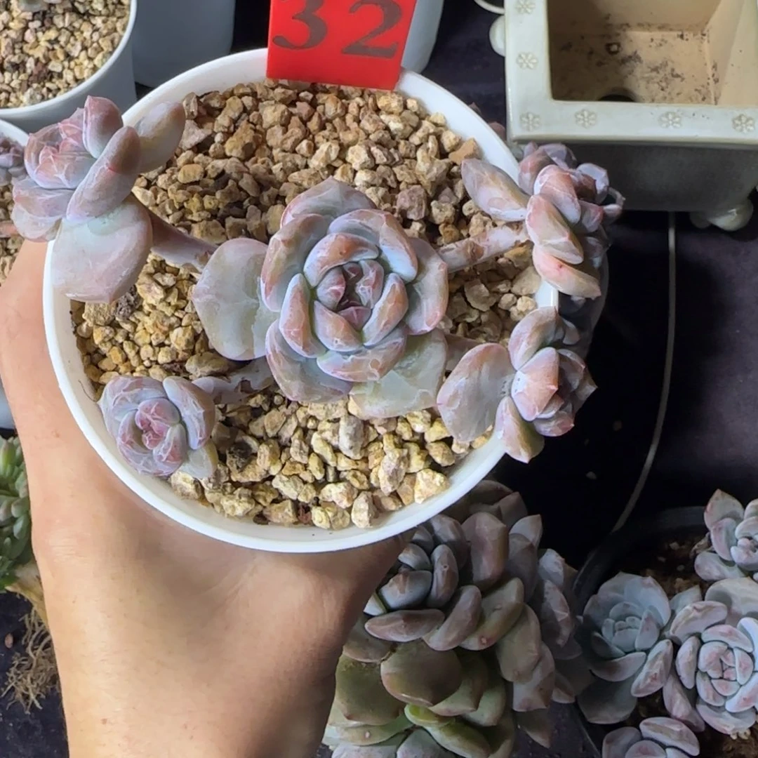 星影5头一物一拍无砍42