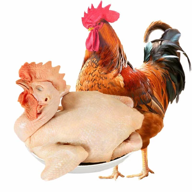 【和阳大公鸡】每只3斤8两