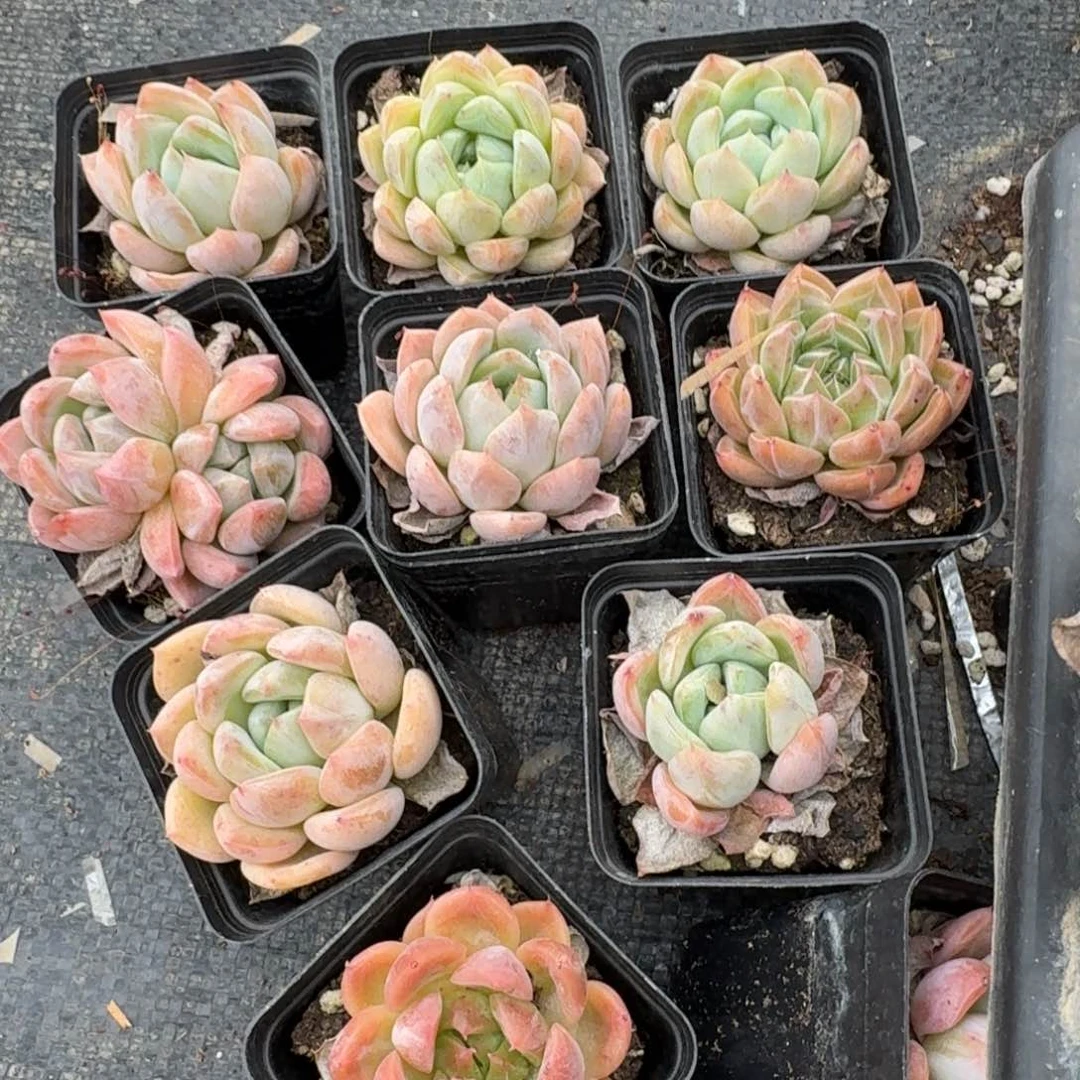 22-44爱沙梦露十棵量拍左五