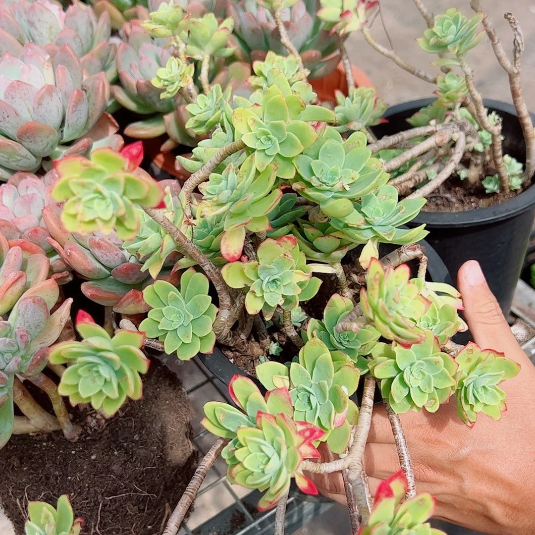 清扬薄化妆老桩