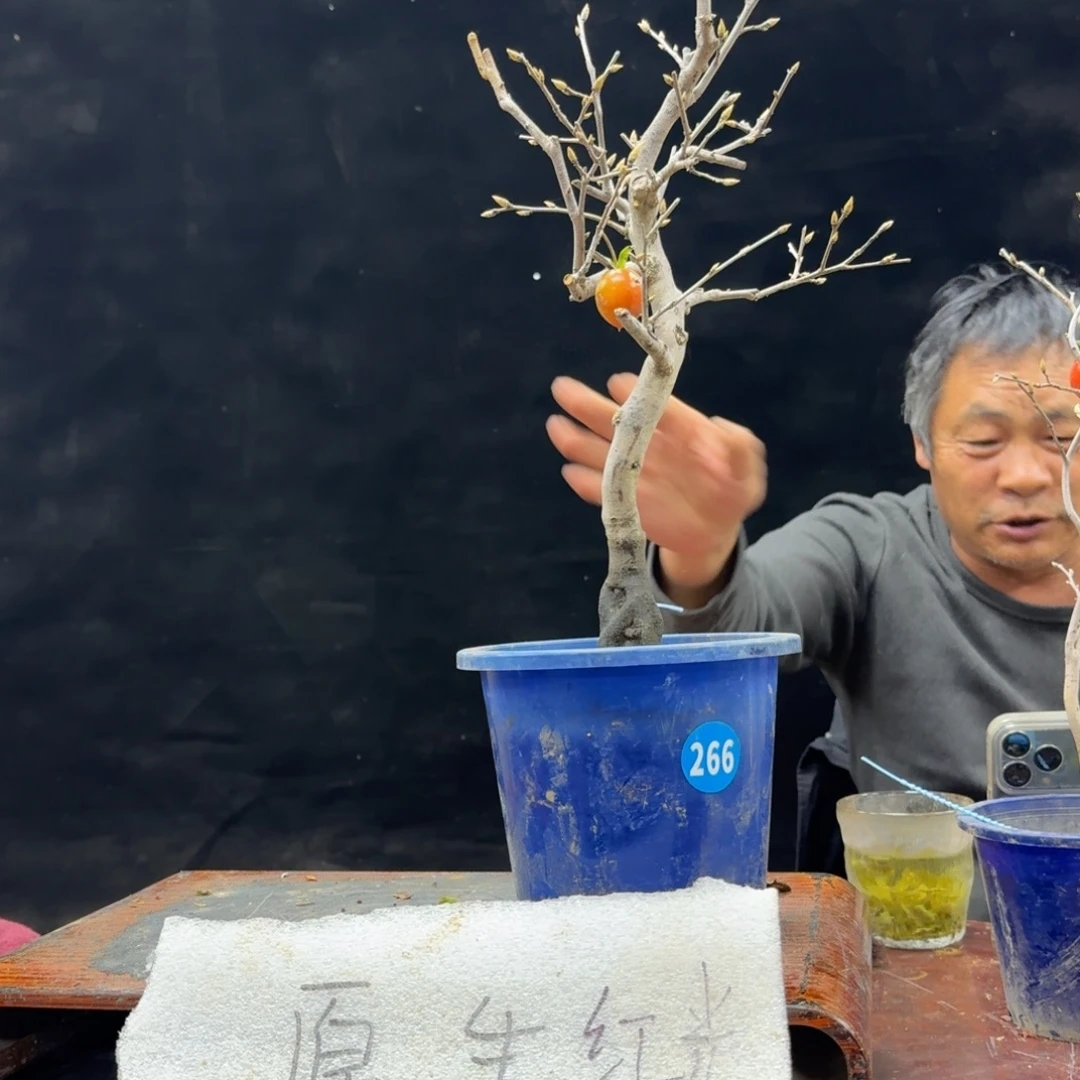 L***7无花朵266顺丰到付不包邮