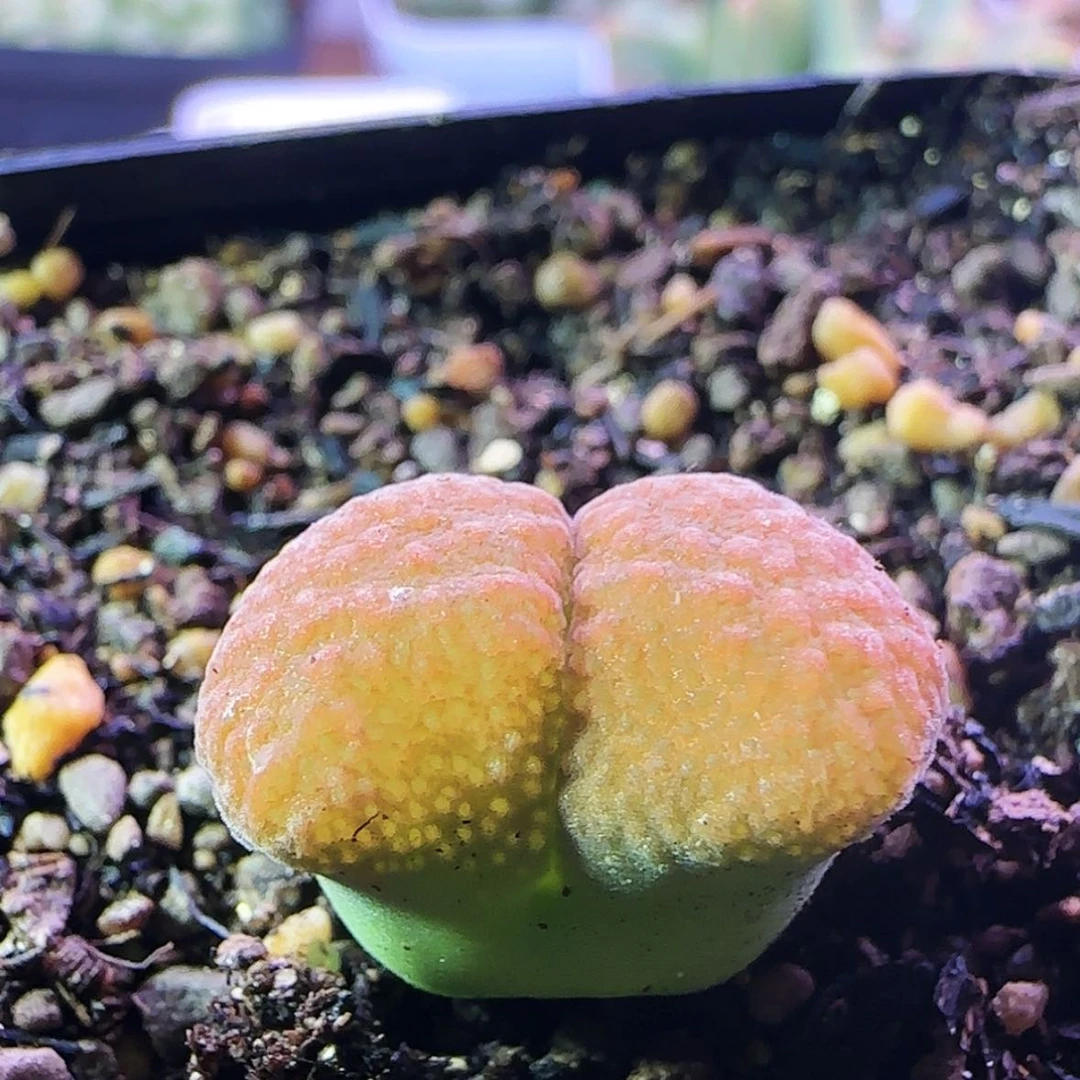 【闪购商品】123456789