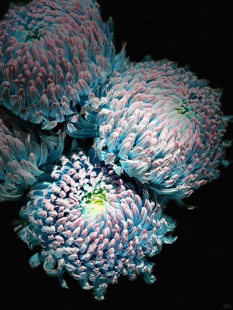 【牡丹菊】温柔清新云南鲜花基地直发花期长