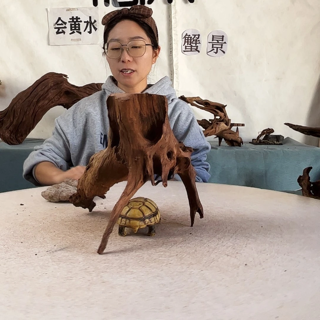 沉木造景爬宠造景