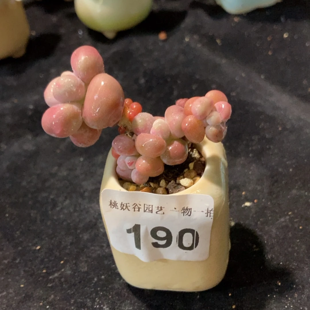 190糖果腰子蛋带盆土