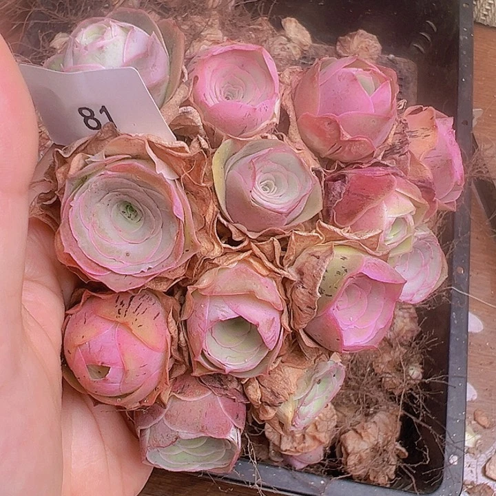 星*Z山地玫瑰多肉植物山地81