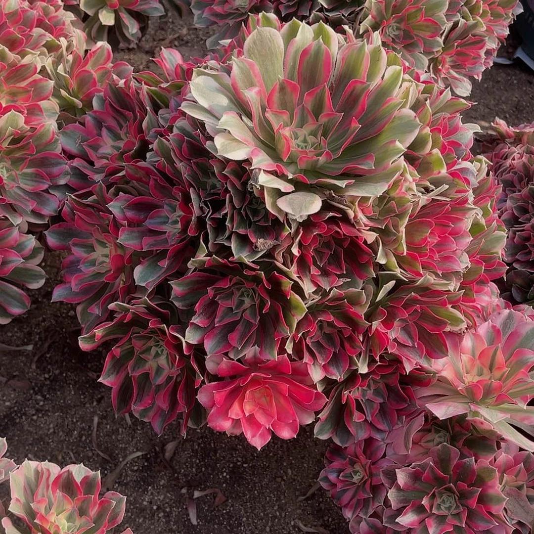 女王25.8女王女王