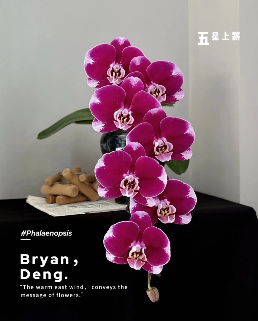 五星上将蝴蝶兰3.5寸杯无花无梗基地直发