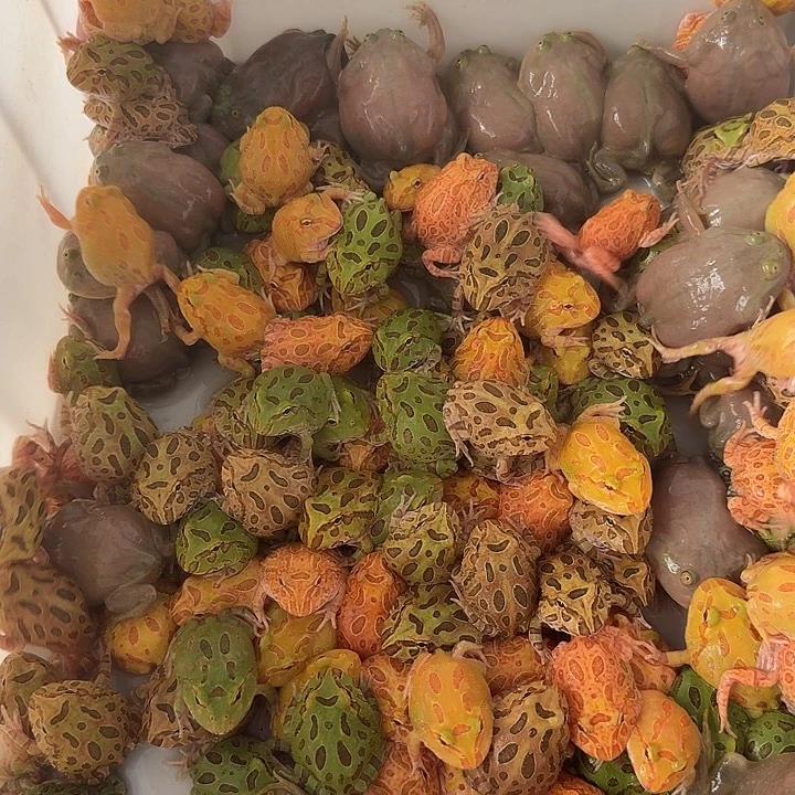 小丑蛙8.8福利一只