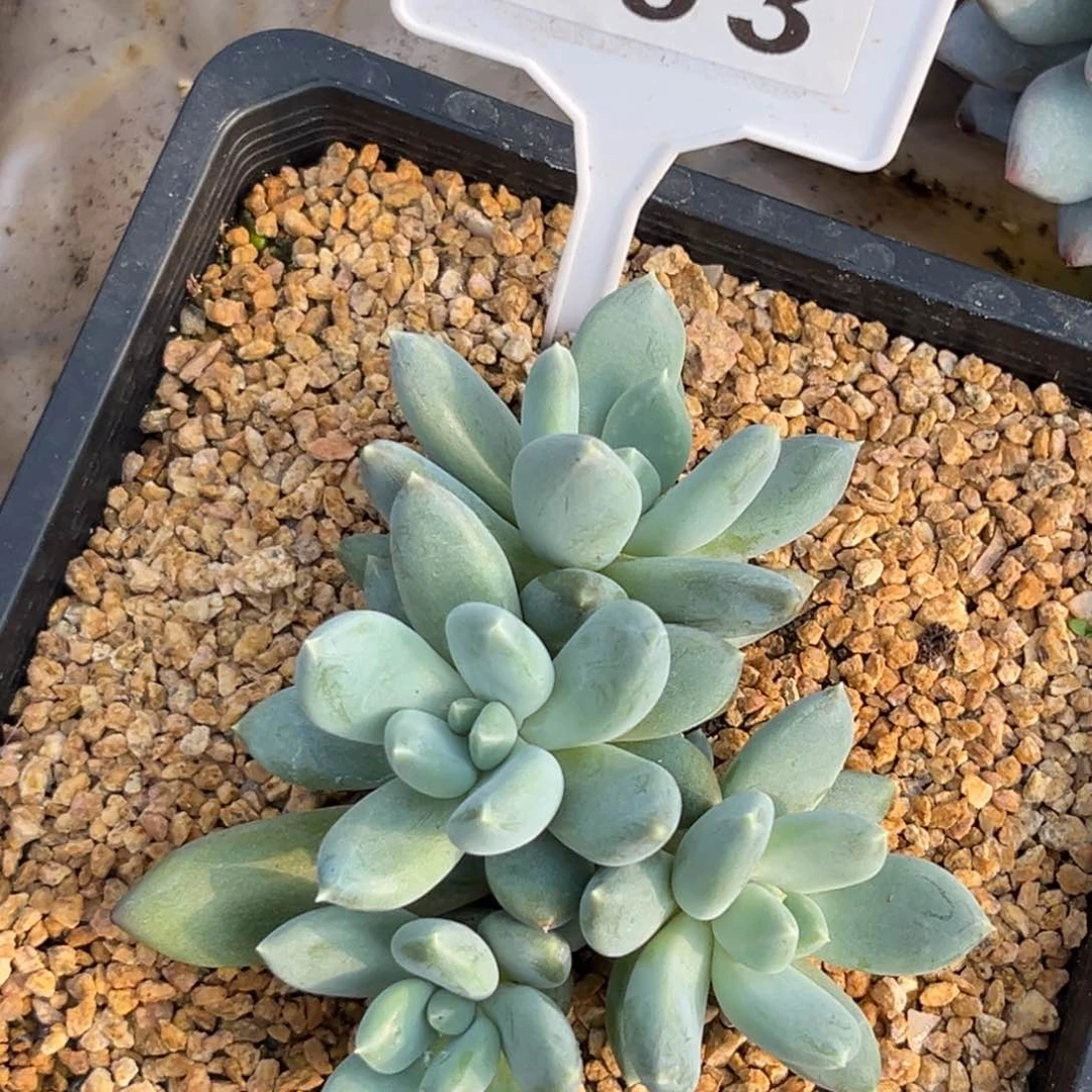 伊丽莎白多肉植物693