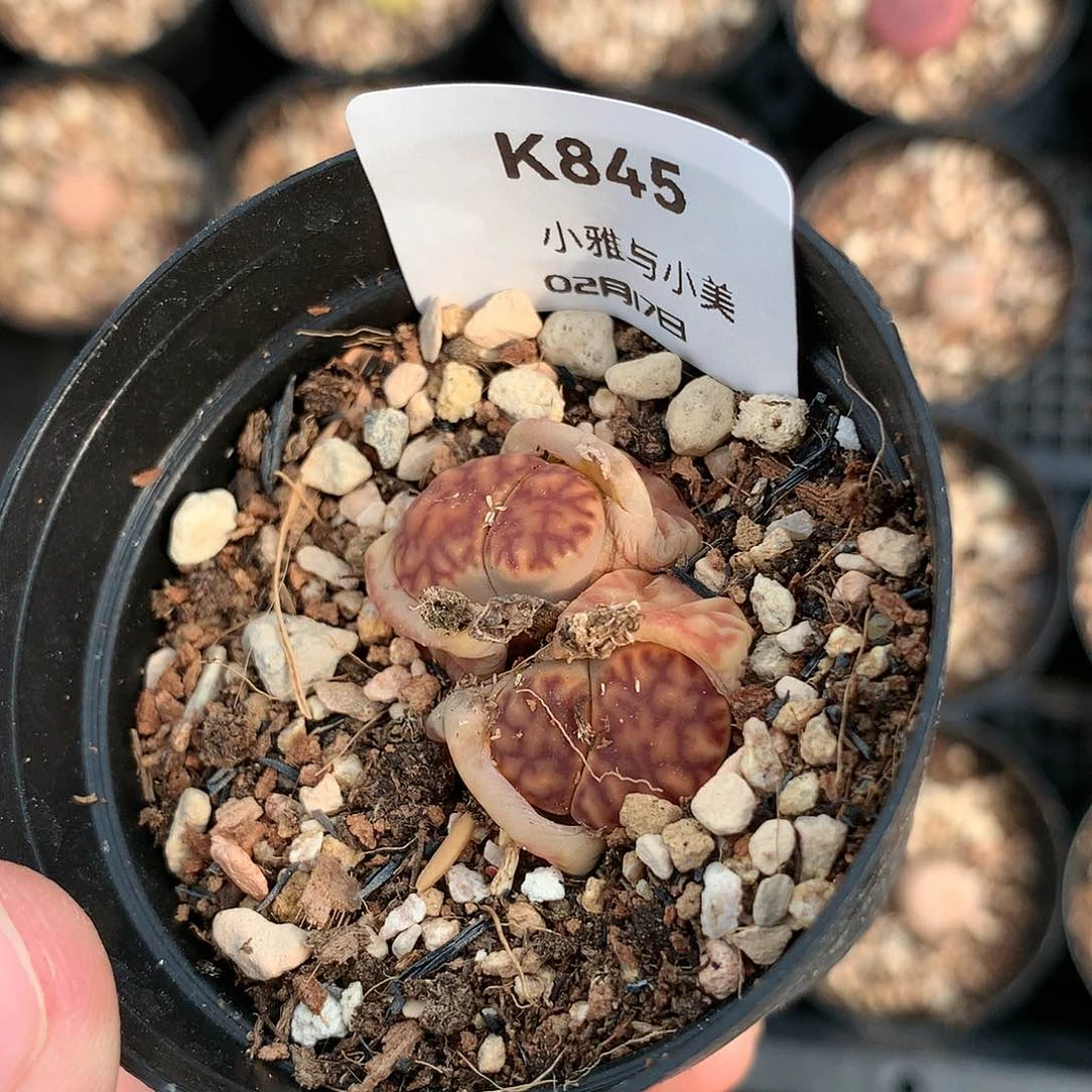 K845多肉植物保护研究所