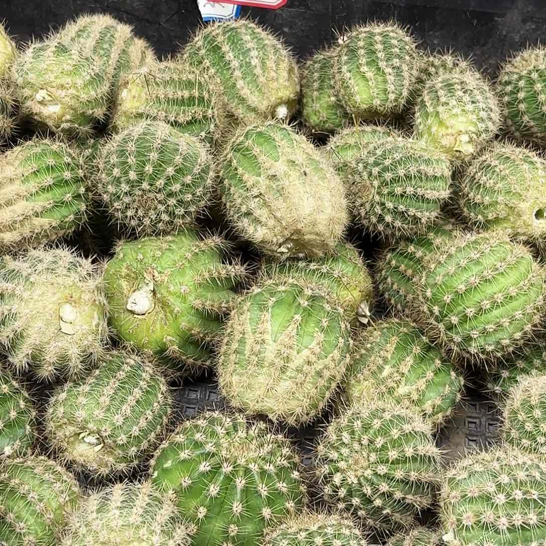 A28彩侧牙20包邮45