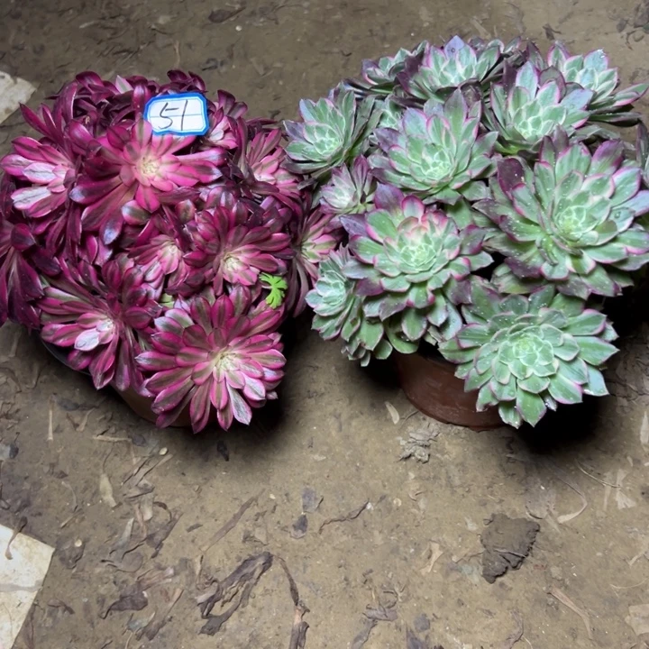 多肉植物砍头断枝不包51