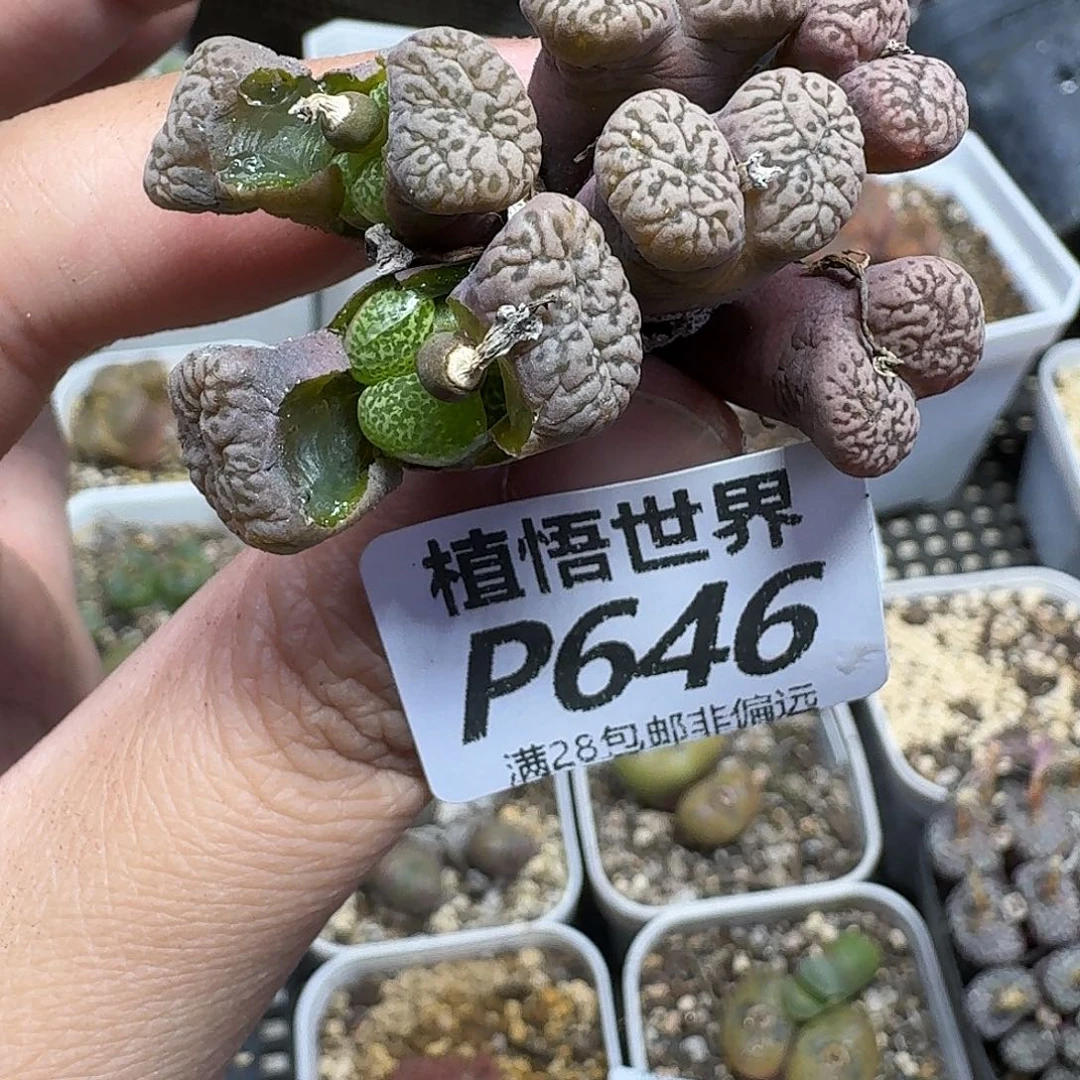 多肉植物是润泽fhhj