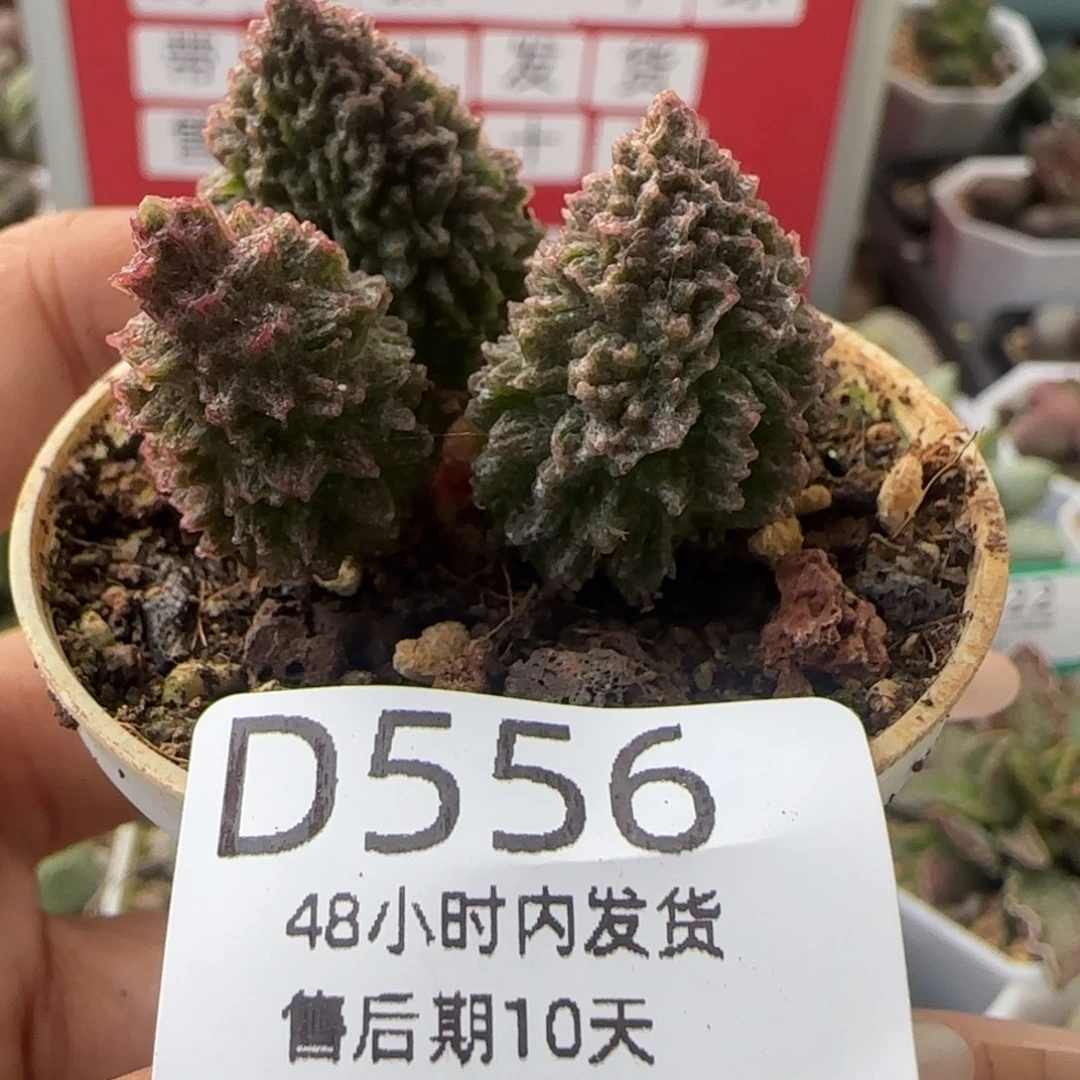 福利多肉。   556。